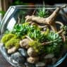 DIY terrariums