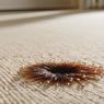 How to remove stains from carpet guide.